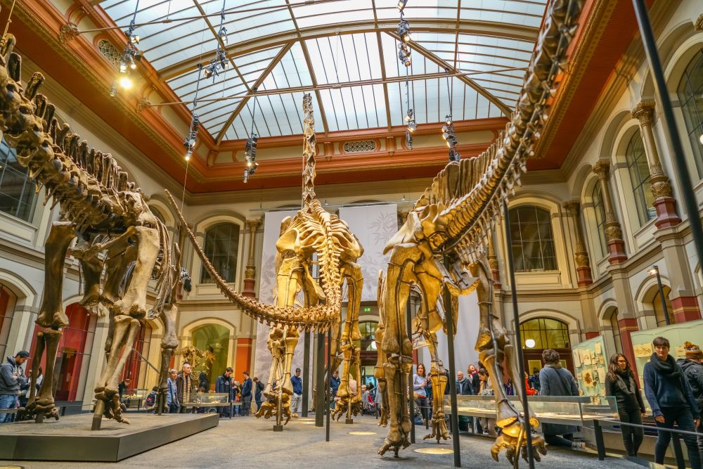 Datendiebstahl in Berliner Naturkundemuseum: Mehr als 37.000 Besucher betroffen