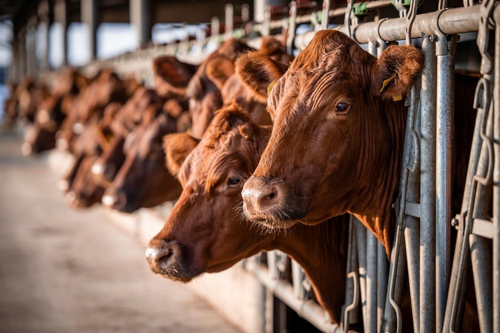 Umfrage: Mehrheit der Deutschen zeigt sich für höhere Preise bei besserer Tierhaltung offen