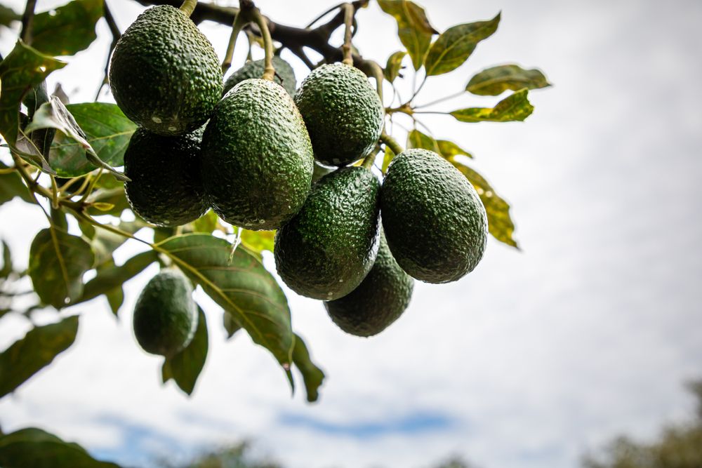 Statistikamt: Avocado-Boom weltweit und auch in Deutschland –Umweltschützer über Folgen besorgt