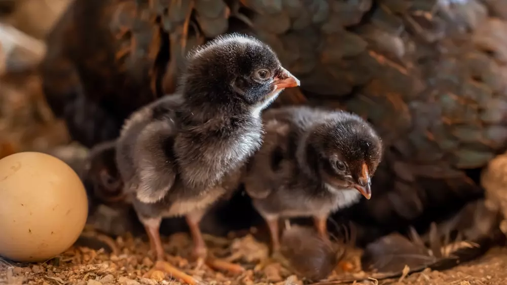 Abschaffung der Tierhaltung durch die Hintertür: Am Beispiel Vogelgrippe