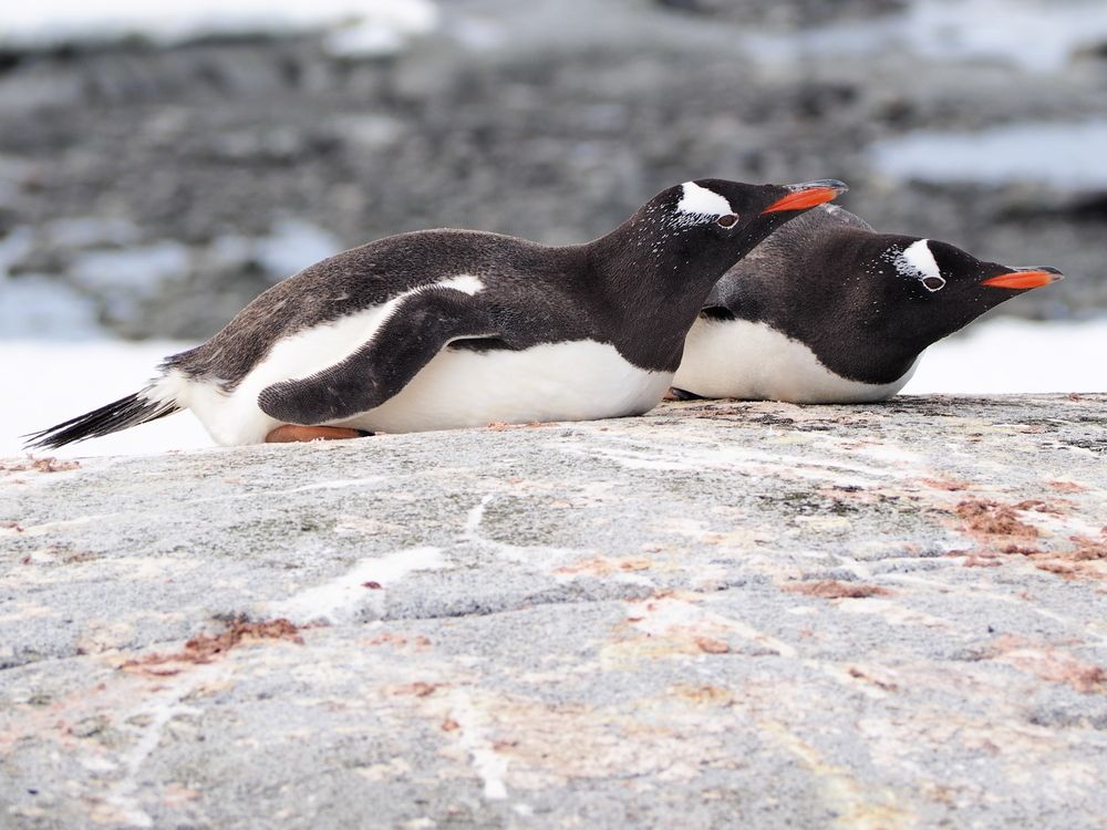 Schwuler Pinguin Sphen in Sydney gestorben