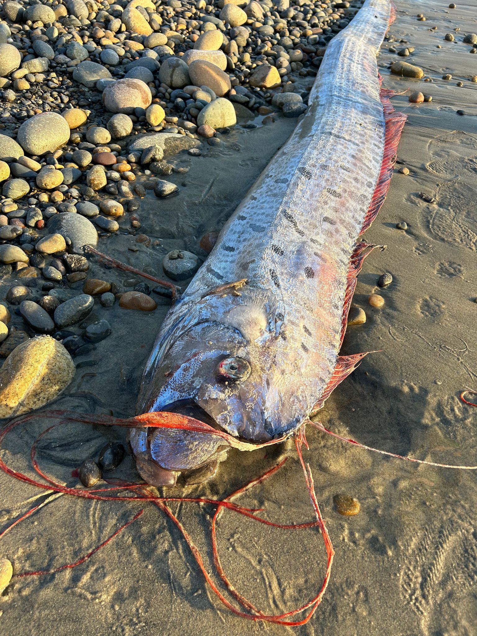 Von wegen Weltuntergang – Forscher begeistert über Tiefsee-Fische