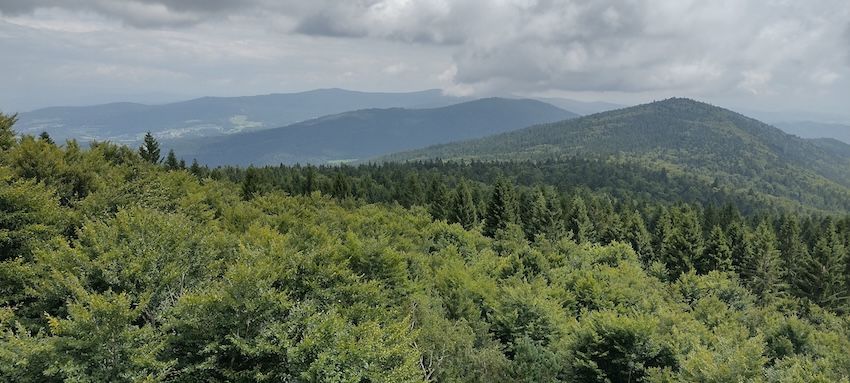 Rettet den Bayerwald!